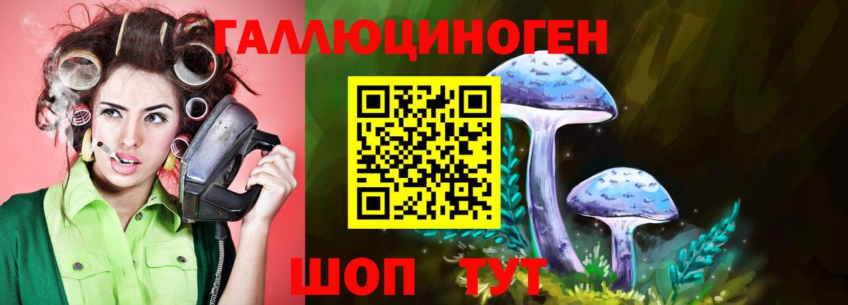 Псилоцибиновые грибы Psilocybe Владимир